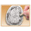 Ensemble de peinture rupestre - fossile A