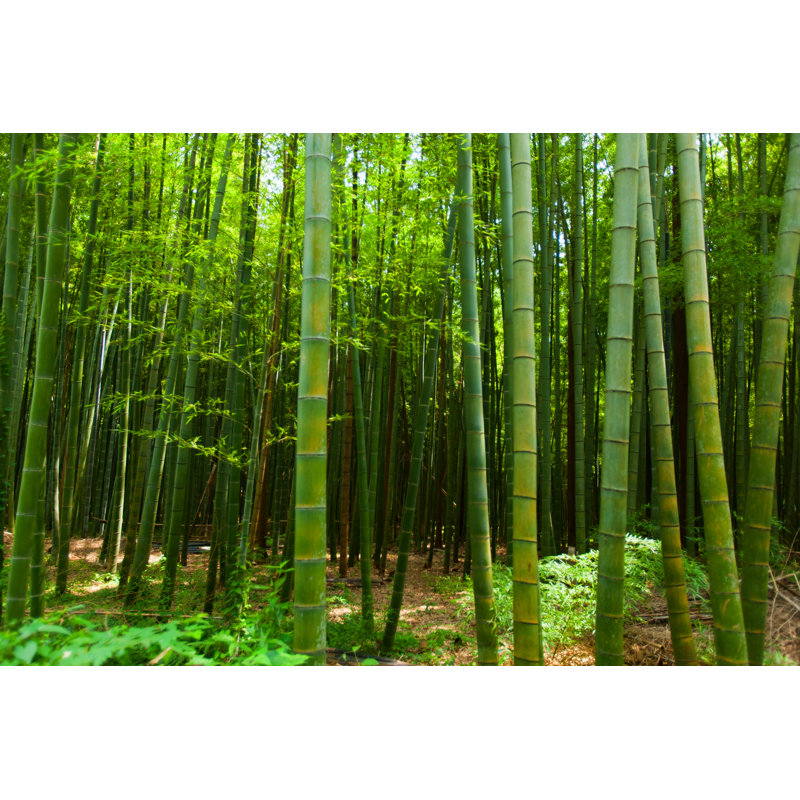 Bamboo Forest by Shihina - Wrapped Canvas Print, 30cm H x 46cm W