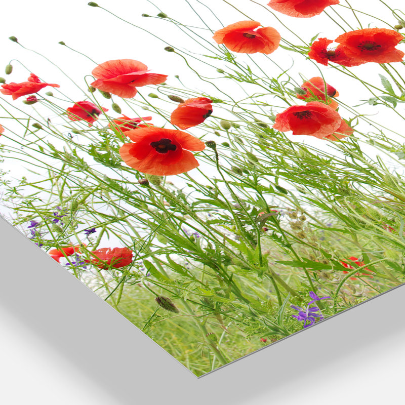 Coquelicots sur fond blanc, reproduction de photo, H 34 po x l 44 po, Métal métal