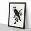 Top-Knot Pigeon by Elizabeth Gould - Picture Frame Painting Print-55611025-55611027
