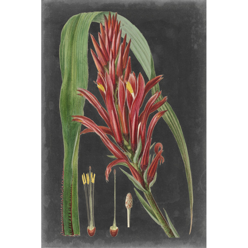 Dramatic Tropicals II, H 12 po x l 8 po x P 1,25 po