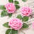 Rose est en rupture de stock