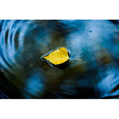 Autumn Leaf by Casarsa - Wrapped Canvas Print