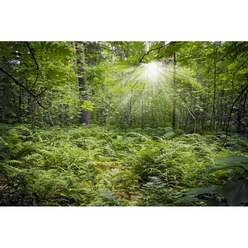 «Green Thick Forest», reproduction sur toile tendue, H 32 po x l 48 po x P 1 po