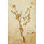 Pressed Flowers II Print by Michelle Bennett-26931541-26931540