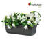 Bougain d'extérieur Fuschia. Pot à fleurs-174398007
