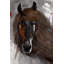 Fier cheval brun - Toile encadrée contemporaine pour la décoration intérieure-395601543-395601542