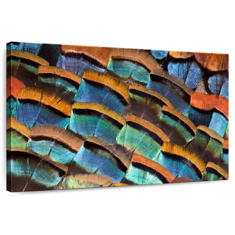 Kerner Turkey Ocellated Feathers, 32" H x 48" W