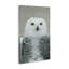 Toile «Snowy Owl» par Carrie Ann Grippo-Pike-617689682