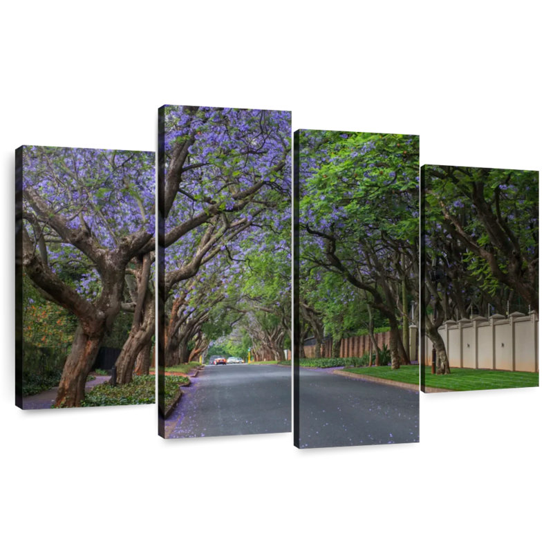 Mehar Jacaranda Trees In Pretoria, 27"H x 43"W