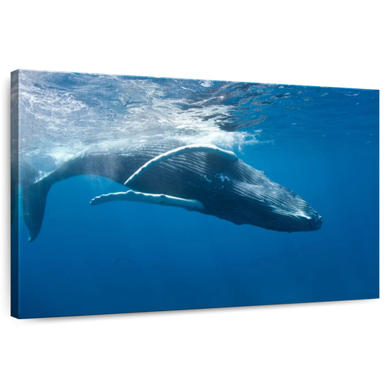 Brampt Humpback Whale, 24" H x 36" W