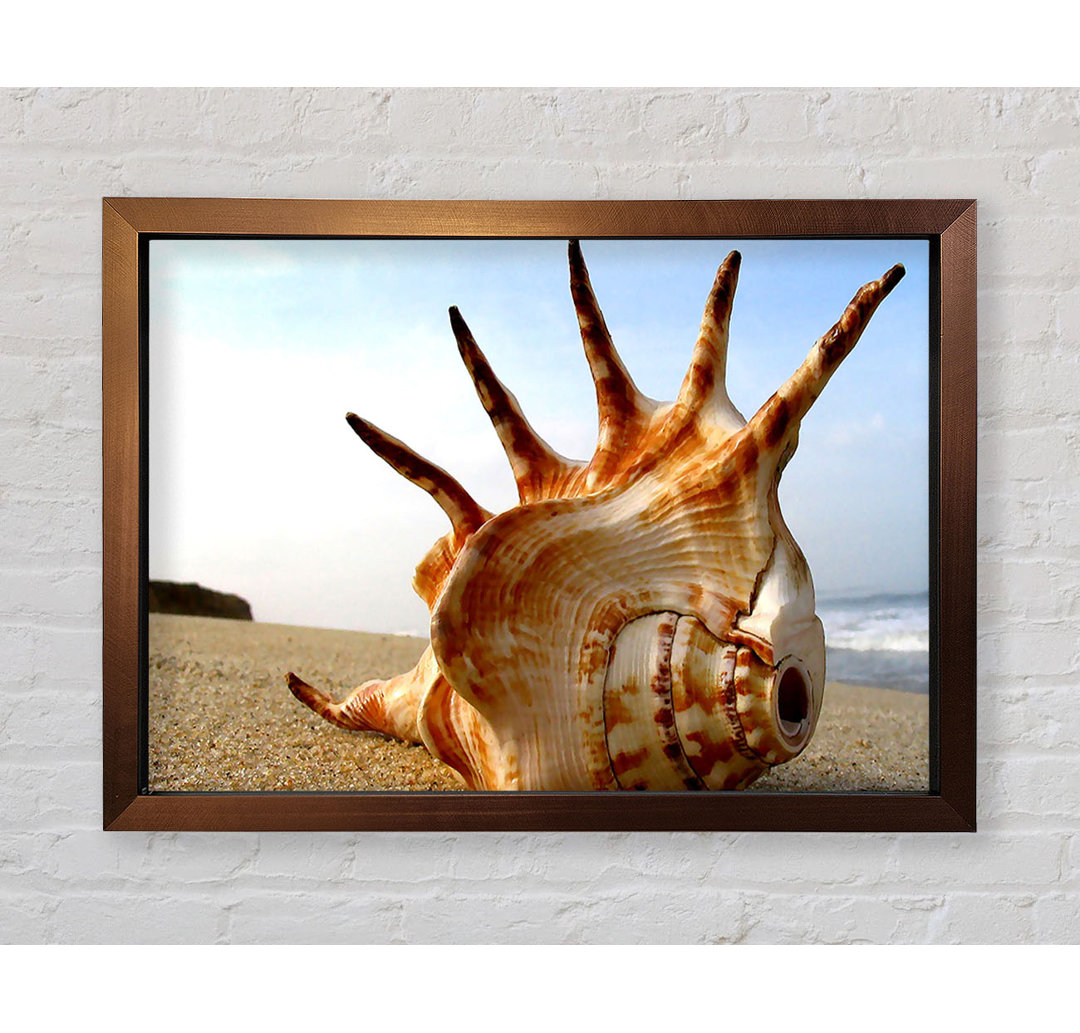 Gerahmter Fotodruck Whelk Shell On The Beach