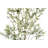 7FT Whispy Olive Tree in Grower Pot
