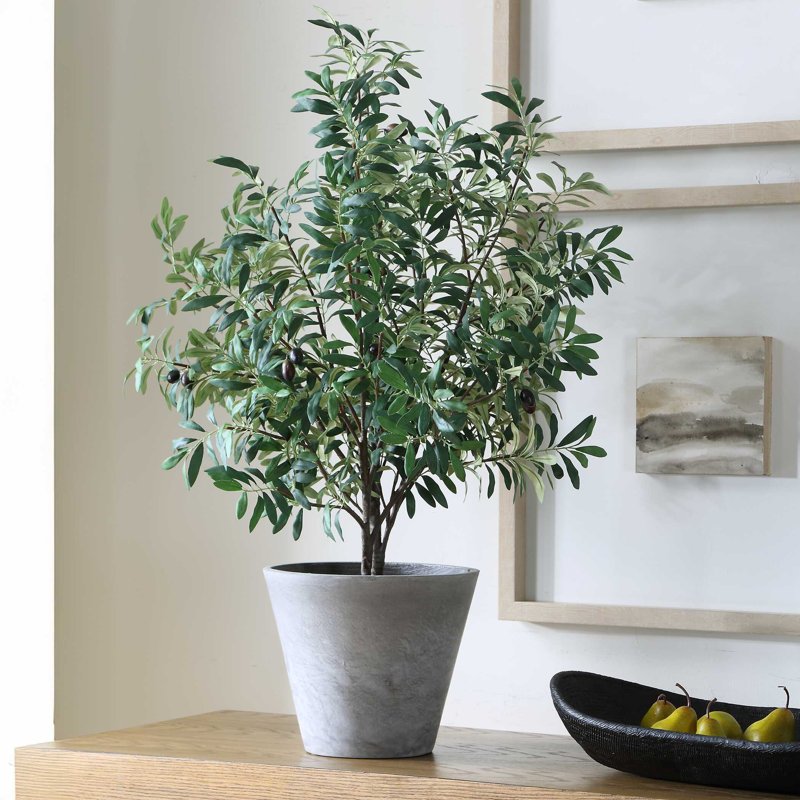 Uttermost Marisol Potted Olive Plant