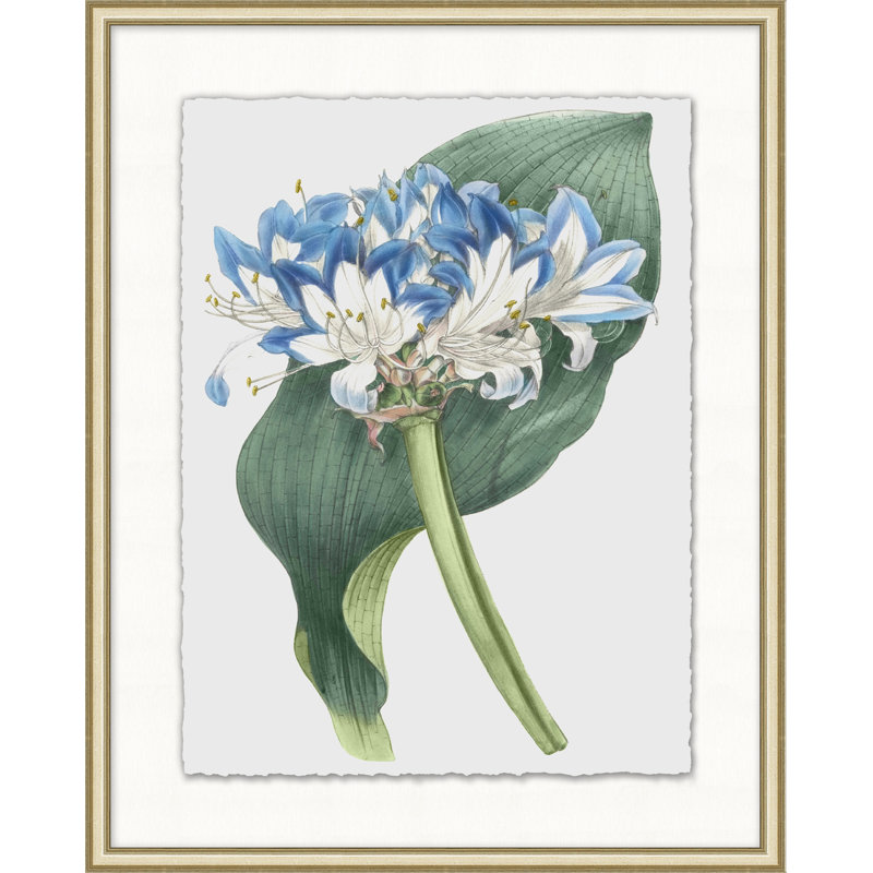 Floral Study 11 Print