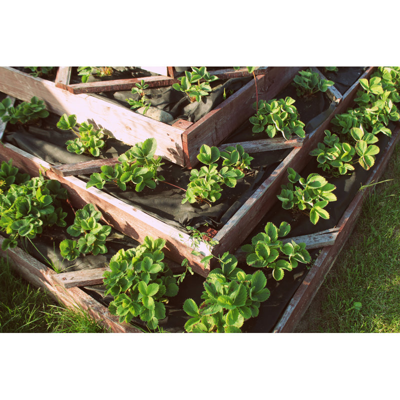Pyramid Raised Garden by Vaivirga - Wrapped Canvas Print, 61cm H x 91cm W