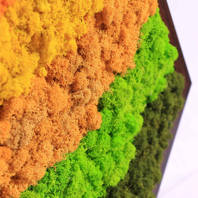 Wildleaf Hexagon Streamlined Modular Moss Wall Art Set (4 pieces) | Wayfair