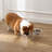 Keaton Modern Lucite Rectangular Elevated Pet Feeder with 2-Stainless Steel Bowls-99366360-99366361