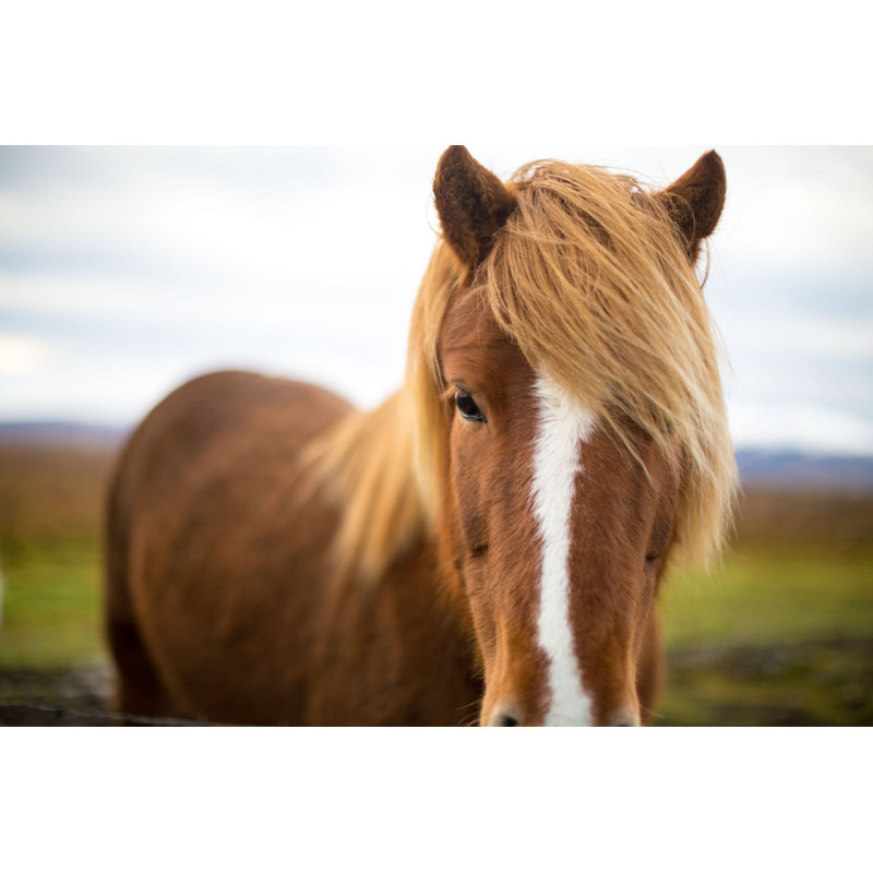 Icelandic Horse - Wrapped Canvas Print, 20cm H x 30cm W