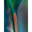 Glass Vases Print by Harold Davis-65797347-65797349
