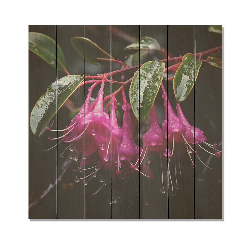 Garden Purple Hardy Fuchsia Plants I - Fuschia On Wood Print, 30" H x 30" W