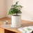 8 Inch Ceramic Planter With Drainage Hole & Saucer - Modern Cylinder Flower Pot For Indoor Outdoor Plants - High-Fired Glossy Finish - Includes Mesh Net