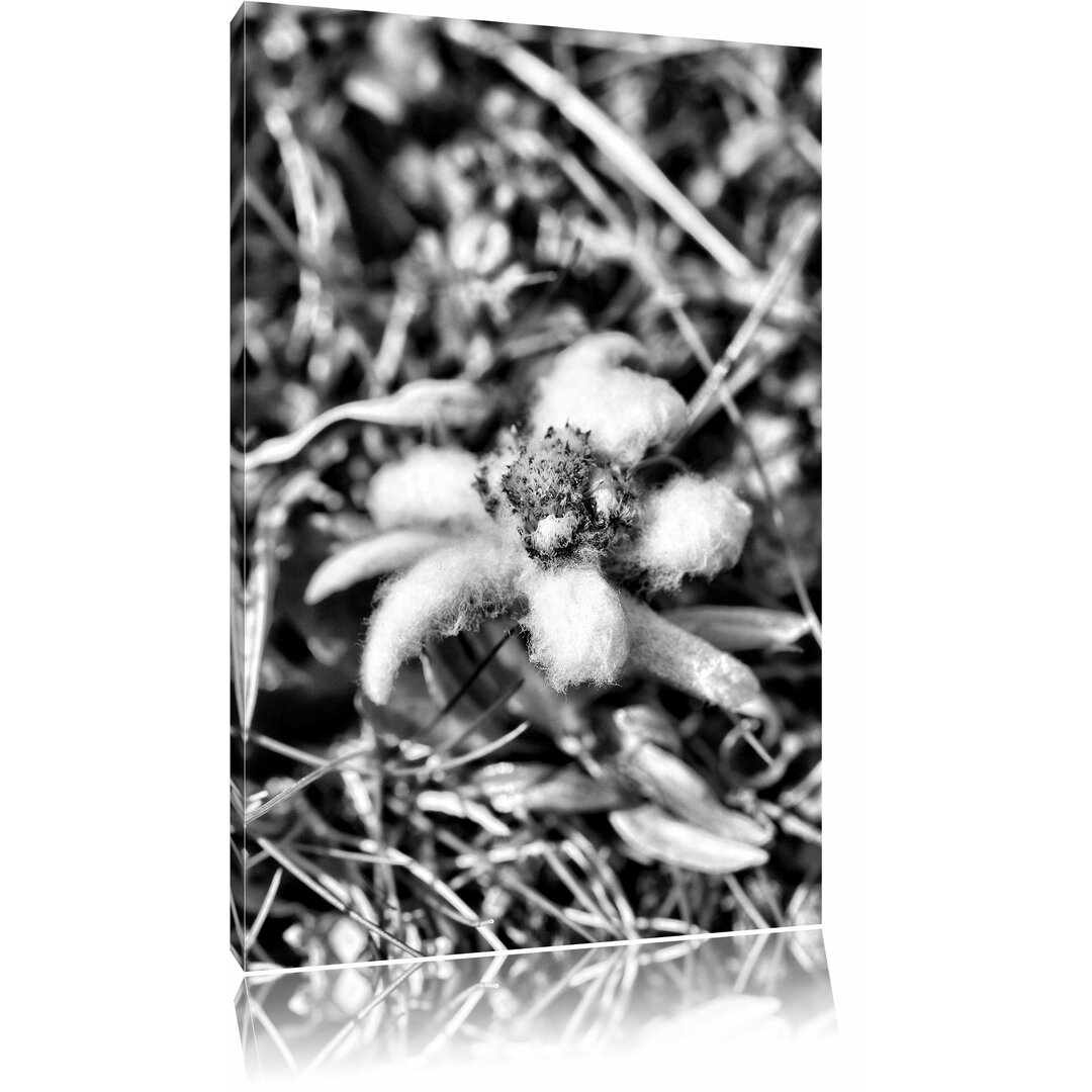 Leinwandbild Flauschige weiße Blüte in Monochrom