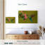 Colibri Brampt se nourrissant-108709470