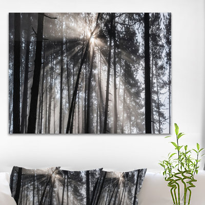 «Sunbeam Through Black White Forest», photographie