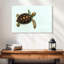 Bébé tortue Brampt-108691256