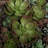 Succulent Arrangement