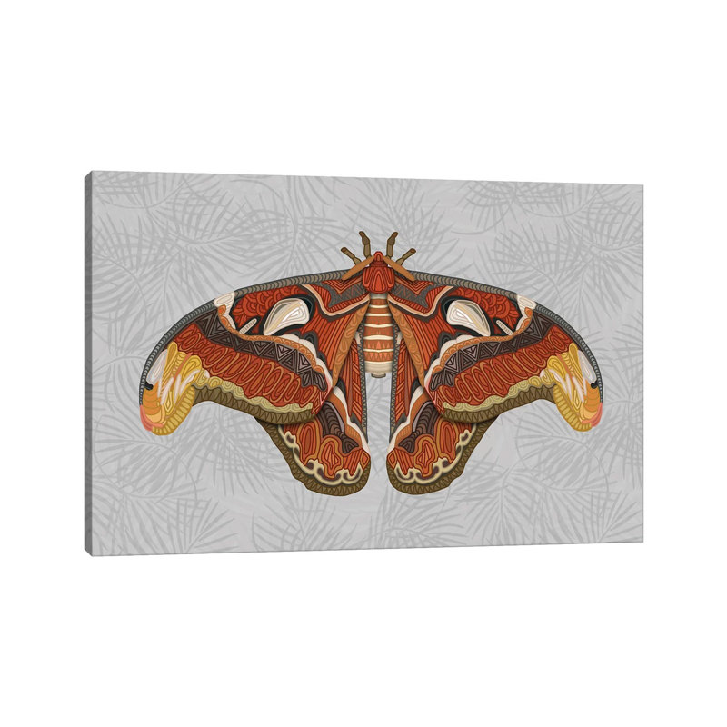 Atlas Moth - Light by Angelika Parker - Wrapped Canvas Print, 101.6 cm H x 66.04 cm W x 1.91 cm D