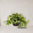 Pothos Artificial Plant with Decorative Planter