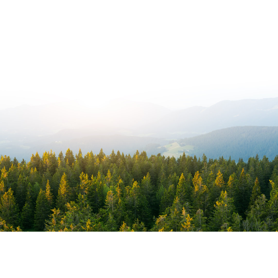 Blick auf den Kiefernwald von oben von Borchee - Leinwanddrucke