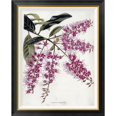 Combretum Purpureum by Conrad Loddiges - Picture Frame Graphic Art Print on Canvas -  Global Gallery, GCF-268252-30-190