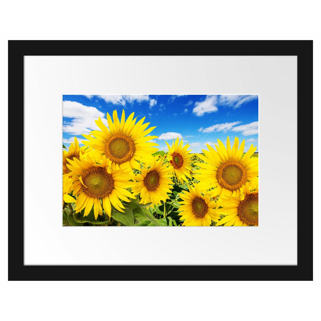 Gerahmtes Poster Sonnenblumenwiese unter Himmel