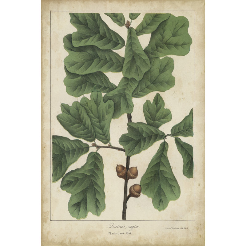 Oak Leaves & Acorns I 1 Piece Wrapped Canvas Wall Art, 76cm H x 51cm W x 3.8cm D