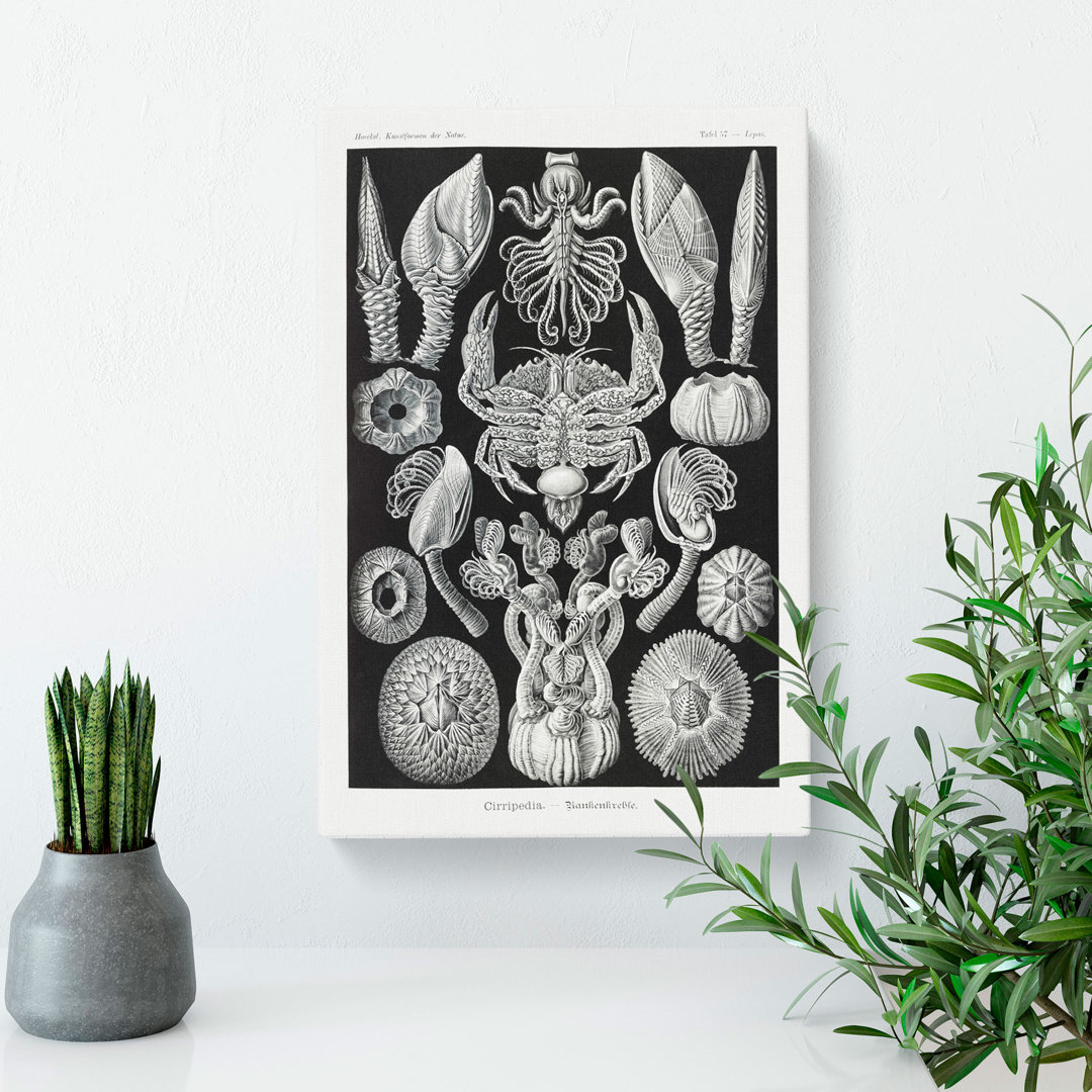 Barnacle by Ernst Haeckel - Wrapped Canvas