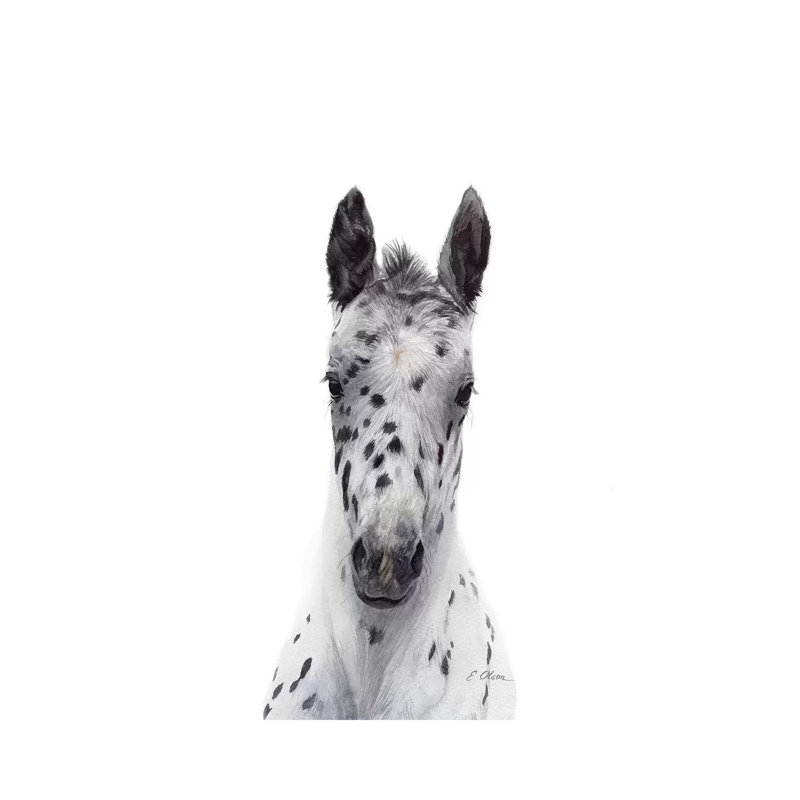 Poulain Appaloosa - reproduction d'art, Toile tendue, Pas de tapis, H 12 po x l 8 po x P 0,75 po
