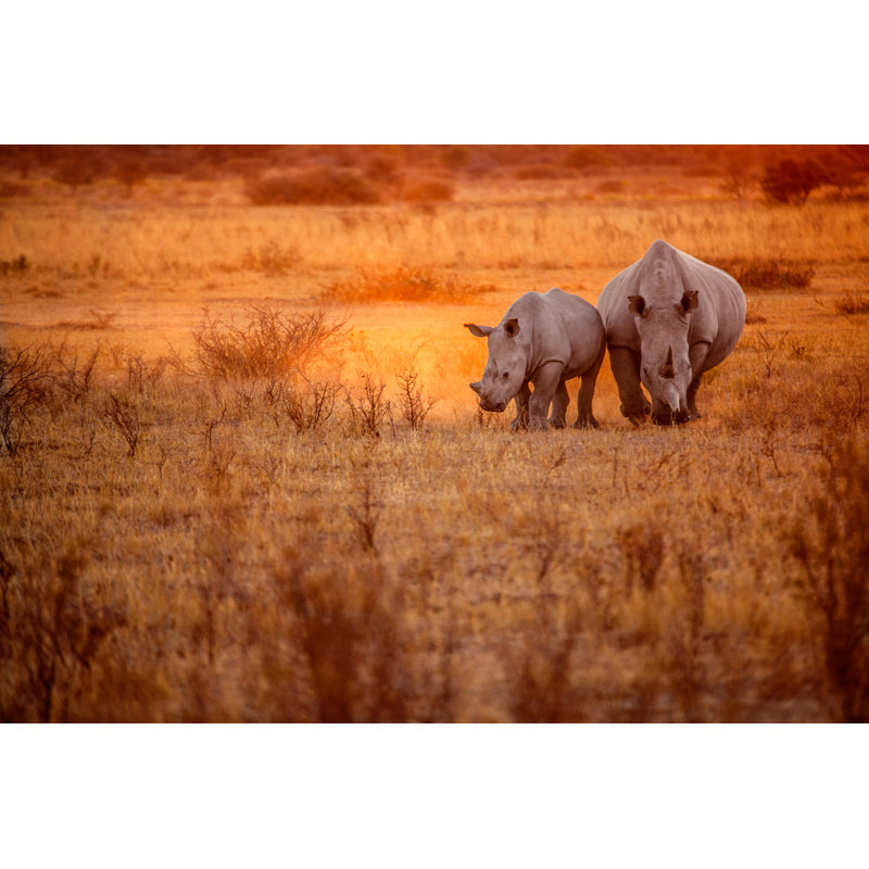 Rhinoceros - Photographie sur toile tendue, L 48 po x H 32 po