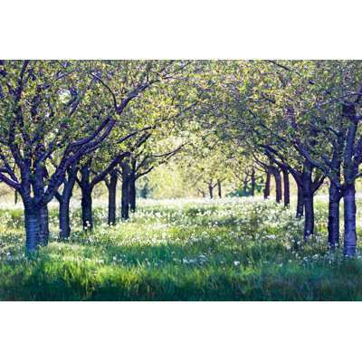 Cherry Orchard Rows par Dwalker44