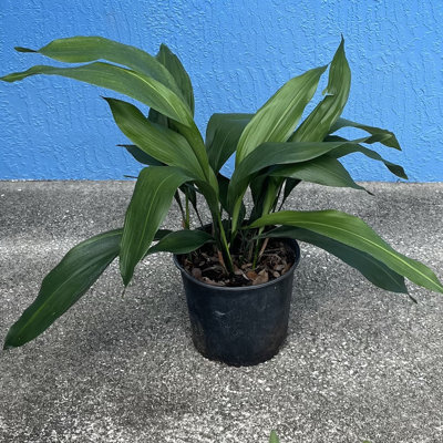 OnlinePlantCenter Live Foliage Plant in Pot