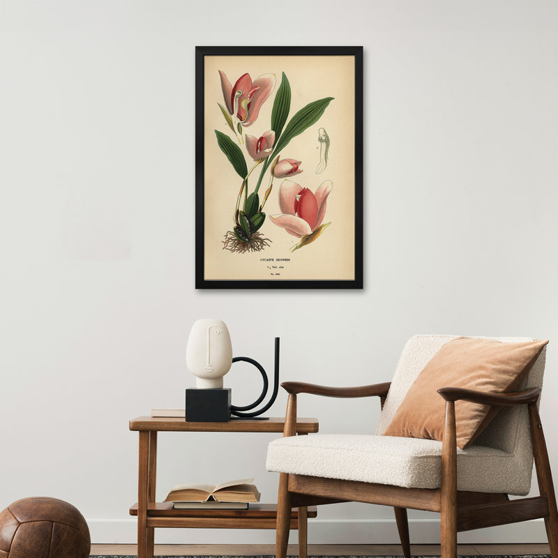 Lycaste virginalis orchidée - reproduction d'art murale - affiche de galerie, H 32 po x l 24 po