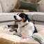 Lit pour chien Robbi rond pour petits, moyens et grands chiens-923465263-923465259