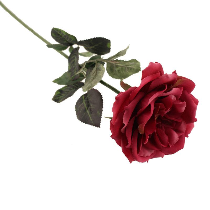 Duchess-De-Brabant Roses Stems, Dark Red