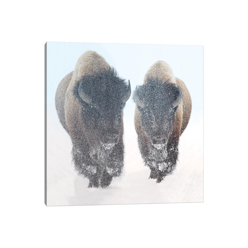 Two Bison In Snow by OLena Art - Wrapped Canvas Gallery-Wrapped Canvas Giclée, 30.48 cm H x 30.48 cm W