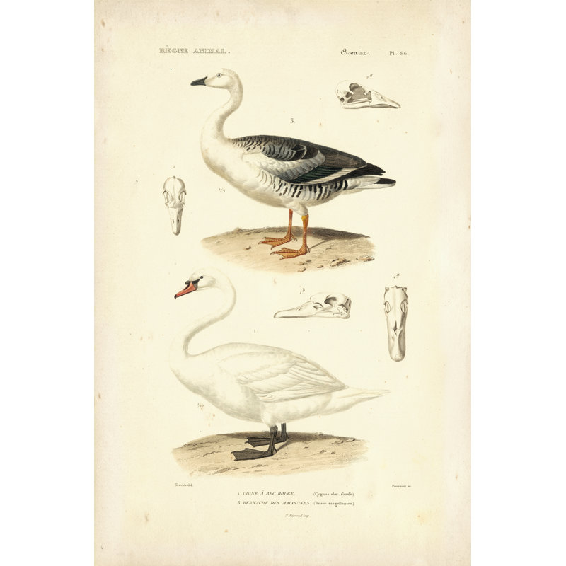 Étude de cygne antique, H 18 po x l 12 po x P 1,25 po
