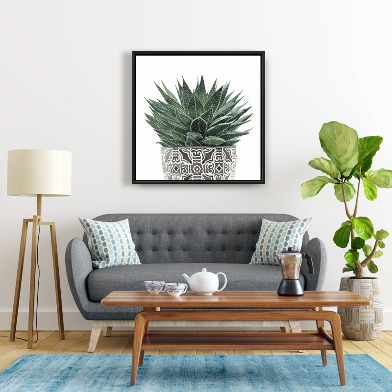 " Zebra Plant Succulent "