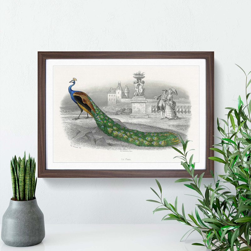 Admiring a Peacock - Framed Print, 27cm H x 36cm W x 2cm D, Walnut Framed