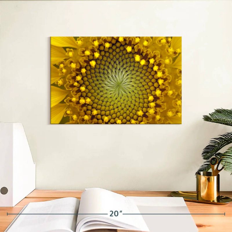 Harnek tournesol symétrique, H 8 po x l 12 po